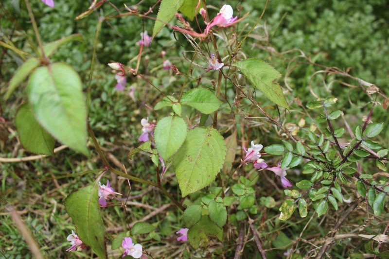 fiore in riva al fiume: Impatiens balfourii